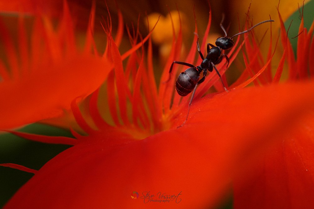 Ant.jpg